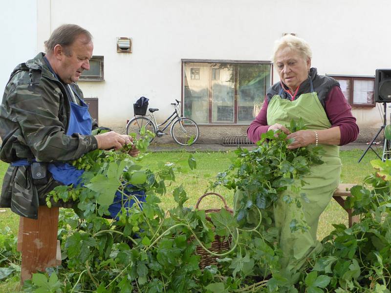 Česání tyčové chmelnice v Kolešovicích a dočesná