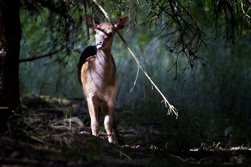 Fotografický výlet Tomáše Zajíce do přírody.