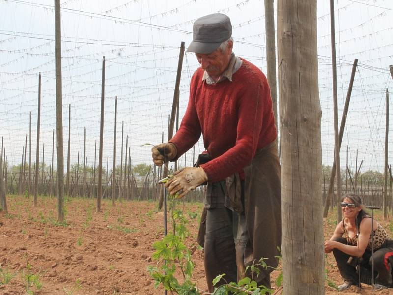 Brigádníci z Humenného a okolí zavádějí chmel v Rakochmelu Kolešovice