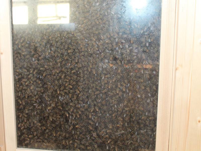 Výstava 11O let včelařského spolku v Novém Strašecí