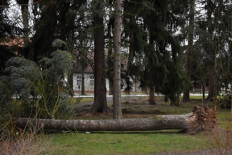 Spadlý strom v Čermákových sadech.