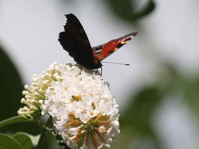Svátek motýlů v Botanické zahradě Rakovník