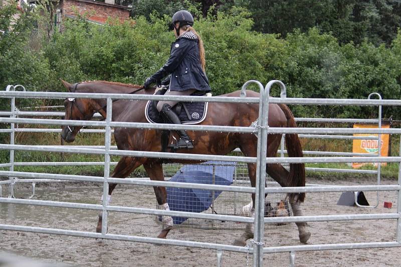 Národních soutěží Working Equitation ve Rtyni nad Bílinou se zúčastnili i koně a jezdci hředelského Jezdeckého klubu Spongilit.