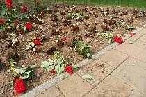 Takto vypadaly květinové záhony v parku Na Sekyře po zásahu vandalů.