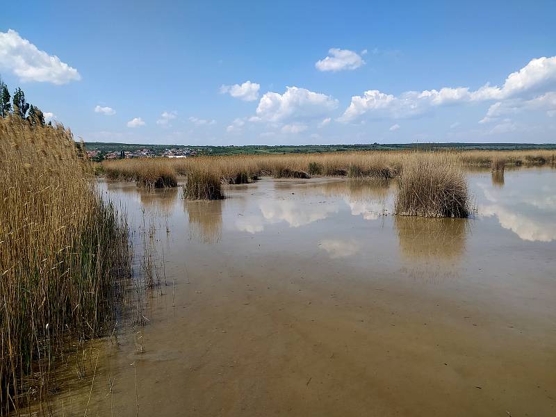 Neziderské jezero v Rakousku.