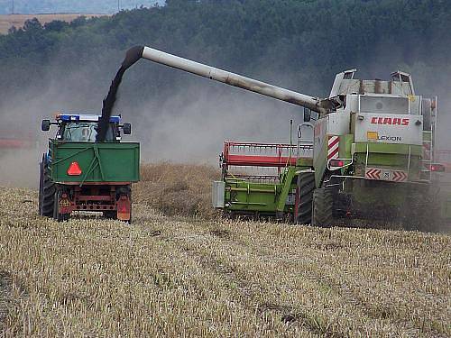 Sklizeň řepky v ZD Lašovice