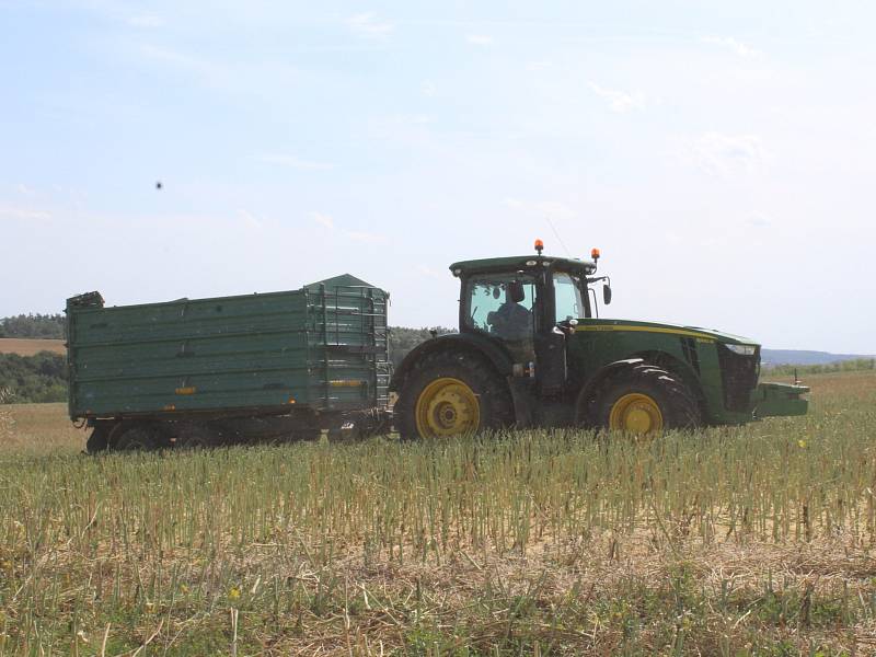 Sklizeň řepky v Družstvu vlastníků Agro Malinová.