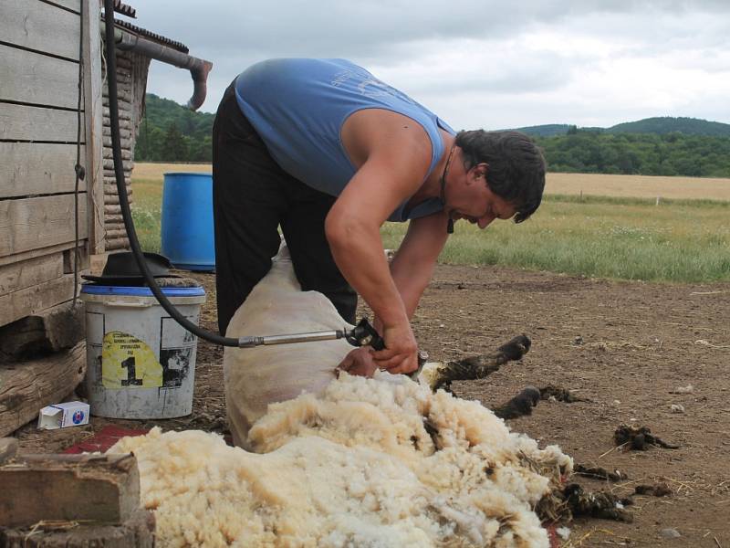 Stříhání ovcí