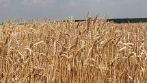 Pšenice ilustrační foto