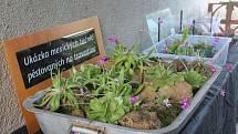 Výstava nasožravých rostlin na botanické zahradě
