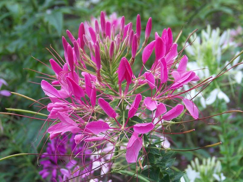 Rakovnická botanická zahrada o posvícení