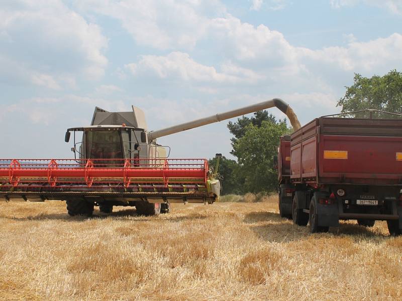 Žně v Zemědělském družstvu Lašovice