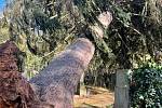 Vítr na rakovnickém hřbitově vyvrátil několik stromů, které poničily náhrobky.