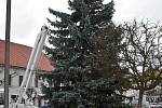 V neděli 21. listopadu byl na Husovo náměstí v Rakovníku z Václav dovezen vánoční strom.