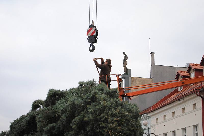 Historické centrum Rakovníka zdobí od pátku strom z obce Kolešovice.