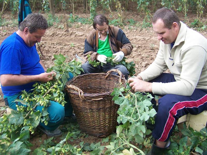 Letos zasedli česáči do chmelnic v Kounově, aby načesali chmel pro pořádnou krušovickou desítku