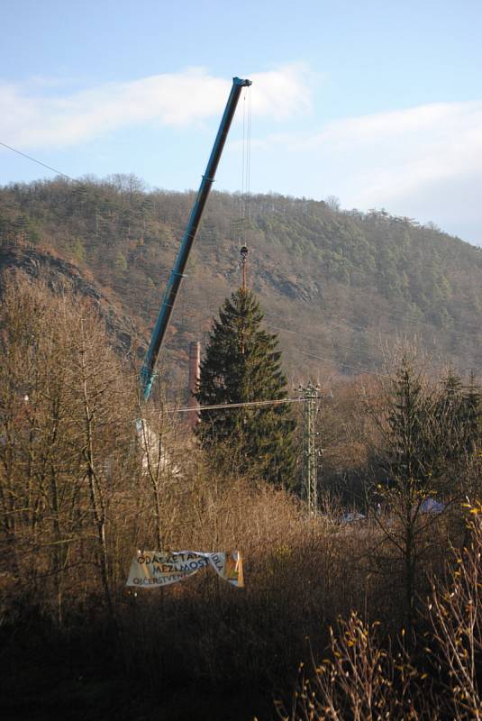 Vánoční strom na Staroměstském náměstí v Praze bude letos z Roztok u Křivoklátu.