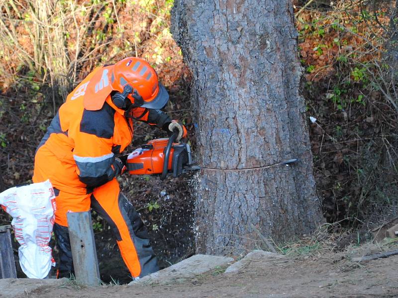 Vánoční strom na Staroměstském náměstí v Praze bude letos z Roztok u Křivoklátu.