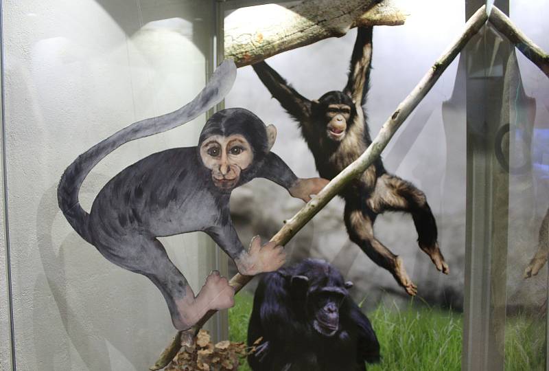 Ve čtvrtek 25. ledna se otevřely dveře rakovnické zoologické zahrady.Zvířátka z rakovnické zoologické zahrady jsou k vidění ve zdejší roubence zvané Lechnýřovna. Výstava potrvá až do 28. března.