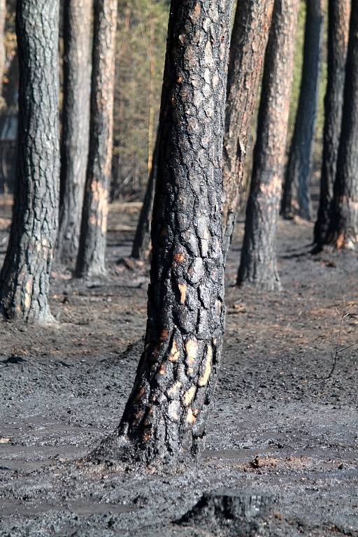 Hasiči bojují s požárem lesa u Olešné 
