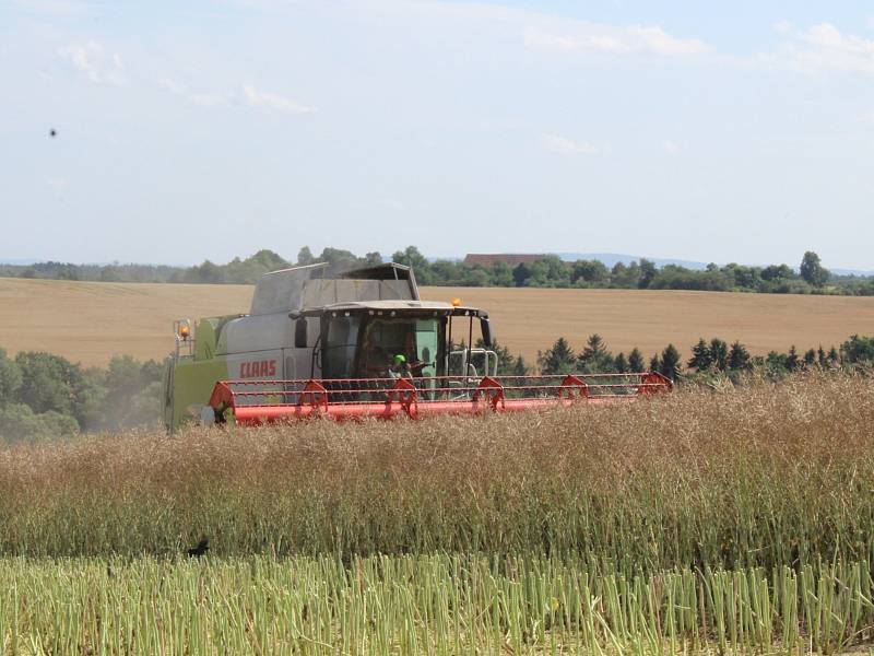 Sklizeň řepky v Družstvu vlastníků Agro Malinová.