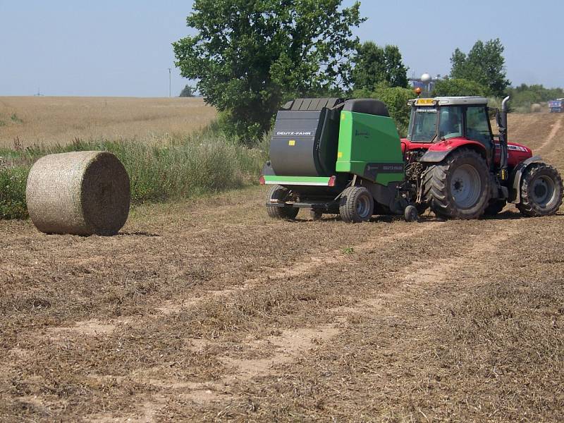 Sklizeň hrachu v Chrášťanech