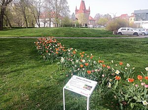 Po městě Rakovník na různých místech vykvetlo tisíce květin. Některé záhony byly založeny letos nově.
