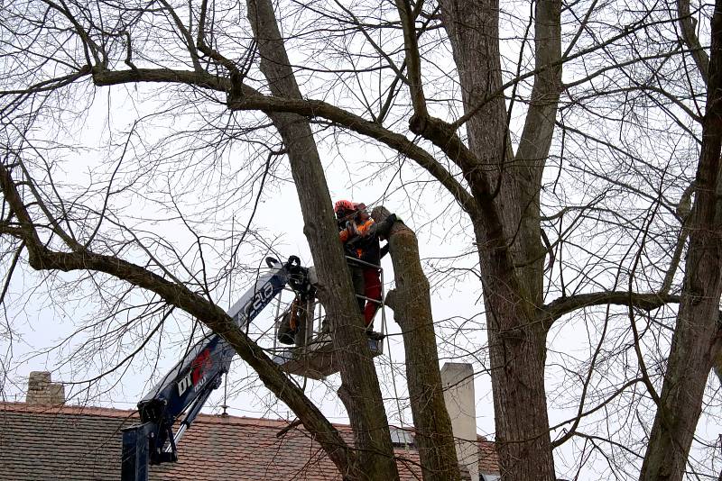 Skoro dvě stě let stará lípa musela být, kvůli svému zdravotnímu stavu poražena.