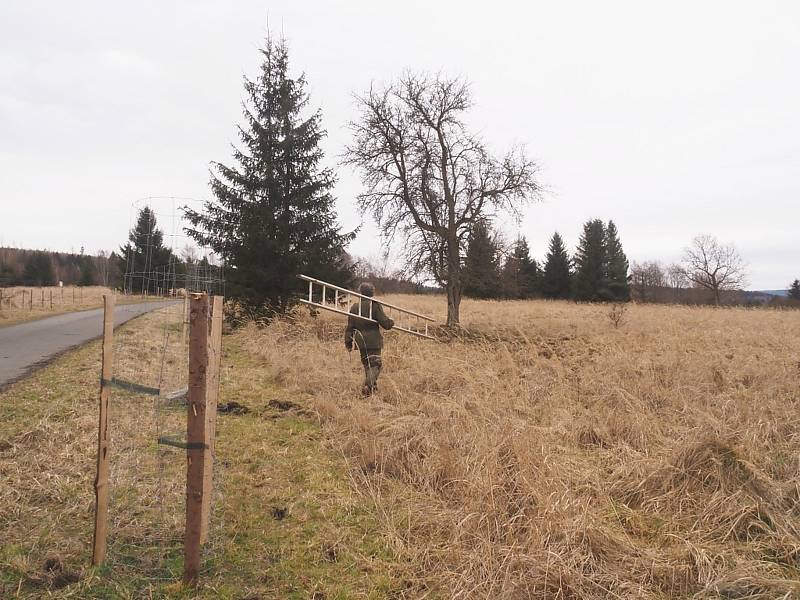 Letos půjde o rouby jabloní, příští rok jsou na řadě třešně