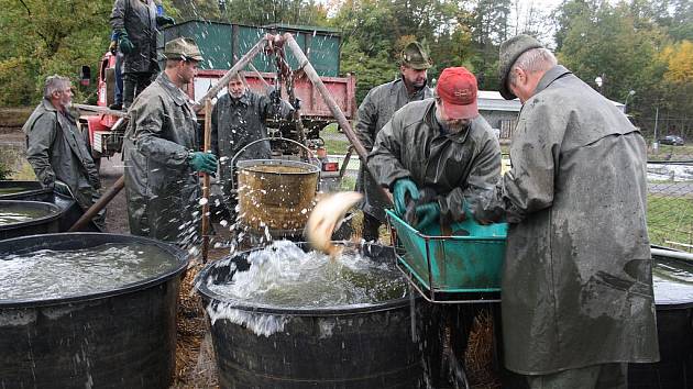 První velký výlov na Rokycansku se odehrával včera. Zaměstnanci Rybniční správy J. C. MANNSFELDA, Zbiroh, přemísťovali šupináče z Čápského rybníka do sádek. 