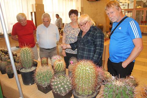 Loňská výstava kaktusů v Rokycanech