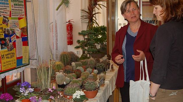 Pětidenní expozice kaktusů a sukulentů začínala v předsálí rokycanské sokolovny v sobotu ráno.