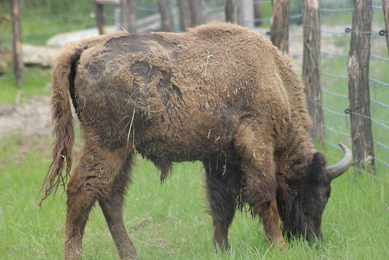 Vykládka zubra Tábora