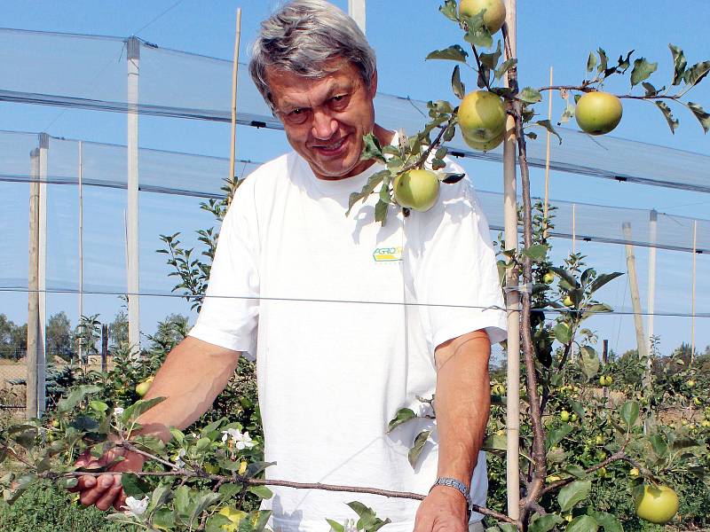 Pěstiteli Jaromíru Hákovi přinesl sad překvapení. Vedle krásných plodů větve jabloně obsypaly i květy.