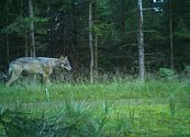 Vlk zachycený fotopastí v Brdech.