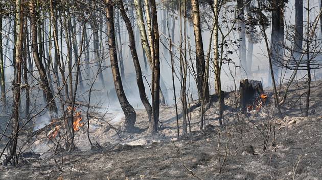 Oheň ničil les na Pavlovsku.