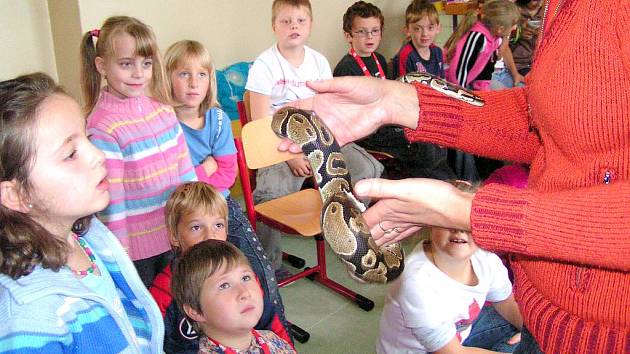 Děti prokázaly svoji odvahu. V rámci projektu Zelená pro život školáčci poznávali i cizorodá zvířata. Jedním z nich je také hroznýš královský, který patří mezi škrtiče.    