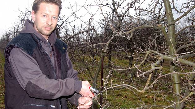 MIROSLAV VESELÝ, mechanizátor a traktorista ve vranovských ovocných plantážích, se zapojil v těchto dnech do stříhání jabloní.