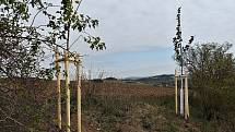 V aleji na Blatině roste 15 javorů a v ultramarince je dřevin přes sto.
