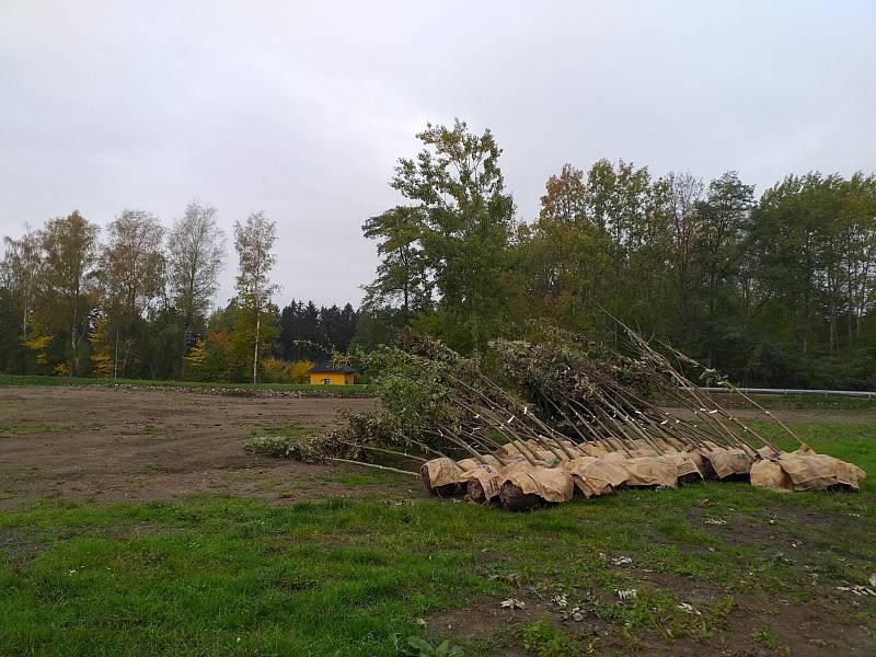 V aleji na Blatině roste 15 javorů a v ultramarince je dřevin přes sto.