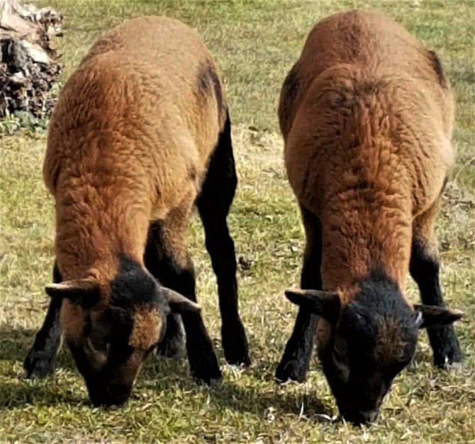 Dvě půlroční ovečky hledají nového majitele...
