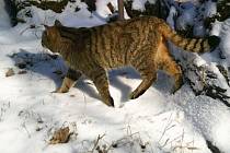 Kočka divoká zachycená v CHKO Křivoklátsko.