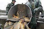 Hlubočtí rybáři v rámci jarních výlovů mají v plánu vylovit asi sto tun tržní ryby, převážně kaprů. Snímky jsou z výlovu rybníka Naděj u Hluboké nad Vltavou, kde chtějí slovit třicet tun ryb.