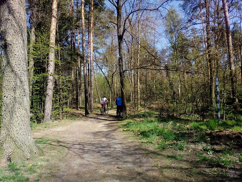 Květnová procházka Mojským lesem a lesy kolem Borku.