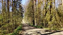 Květnová procházka Mojským lesem a lesy kolem Borku.