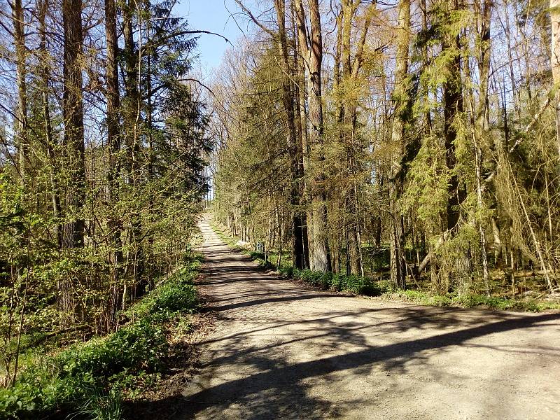 Květnová procházka Mojským lesem a lesy kolem Borku.