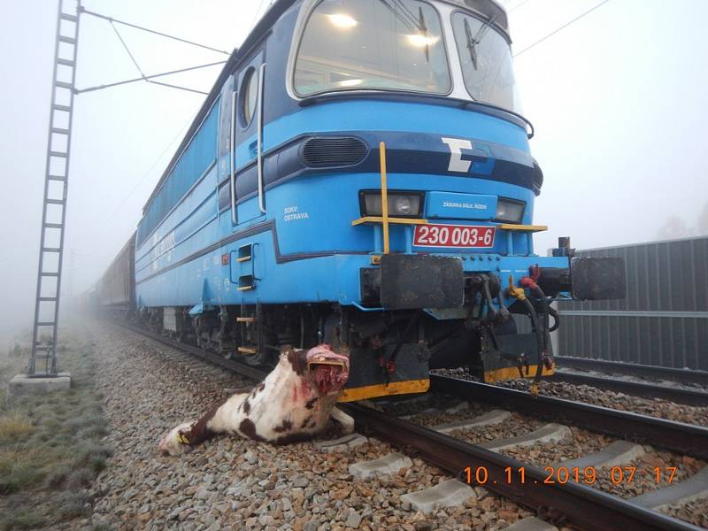 Krávy uhynuly v neděli časně ráno po srážce s nákladním vlakem.
