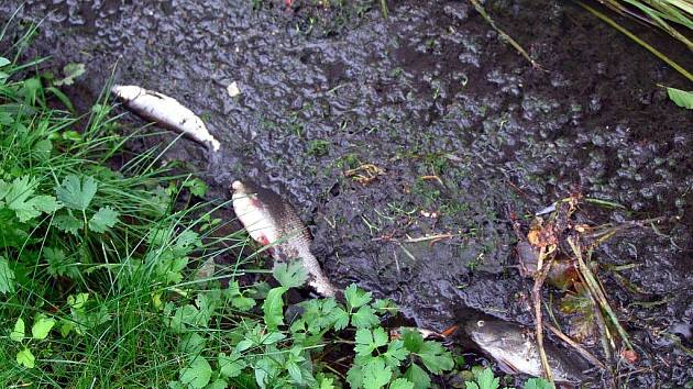 Uhynulé ryby v Mlýnské stoce zabily přívalové deště, nikoliv jed.