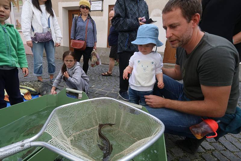 Rybí slavnosti v českobudějovické Panské ulici.