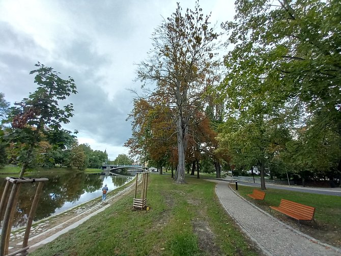 Park v Dukelské ulici v Českých Budějovicích. Dva buky ve středu parku možná doplatily na stavební práce.
